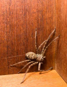 Brown huntsman spider