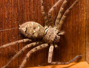 Brown huntsman spider