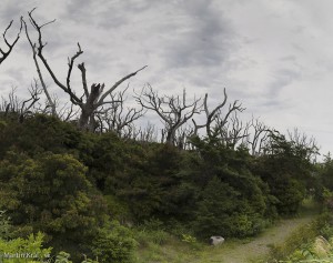 Spálené stromi na ostrove Miyake