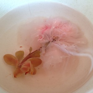 Kvet sakury v soli zaliaty vodou