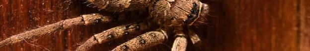 brown huntsman spider