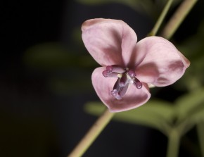 Akebi 4 - Female flower